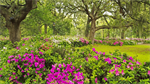 Fond d'cran gratuit de Fleurs - Jardins numro 62712